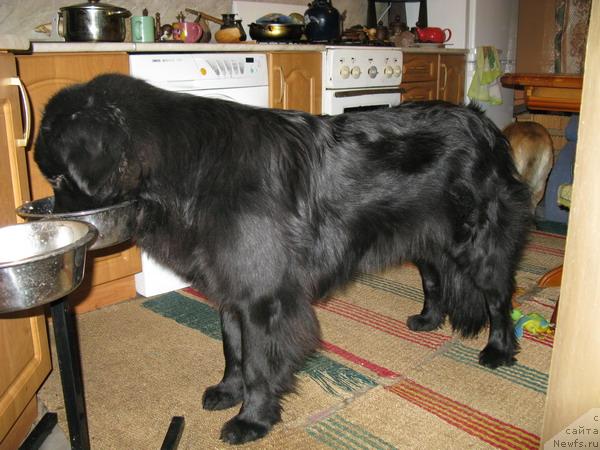 Фото: ньюфаундленд Азазель Нежный Цветок