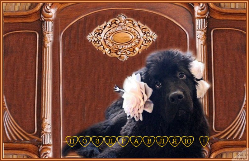 Фото: ньюфаундленд Мерседес Вялiкi Мядзведзь (Mercedes Vialiki Miadzvedz)