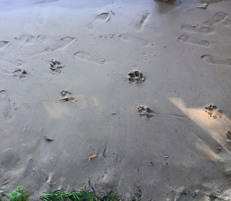 Фотография № 213157