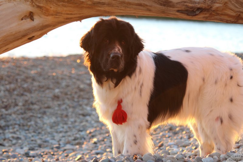 Фото: ньюфаундленд Сент Джонс Исида