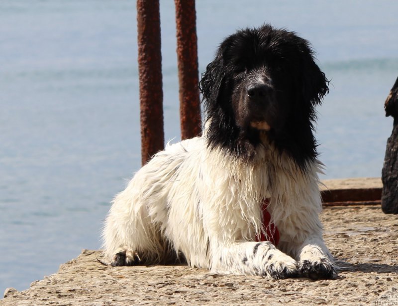 Фото: ньюфаундленд Сент Джонс Исида