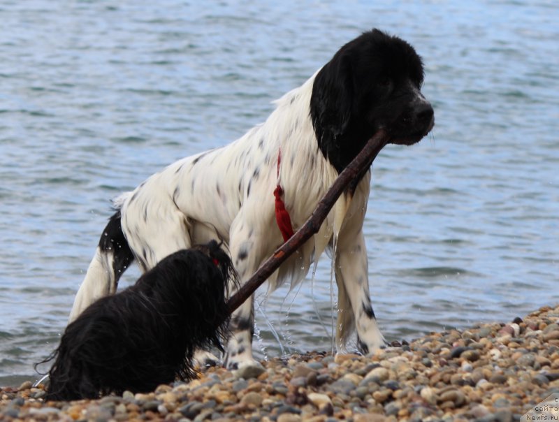 Фото: ньюфаундленд Сент Джонс Исида