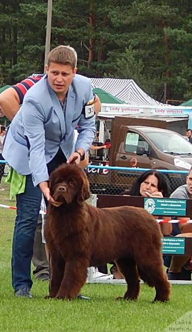 Фото: ньюфаундленд Фанньюф Антарктика (Funnewf Antarktika)