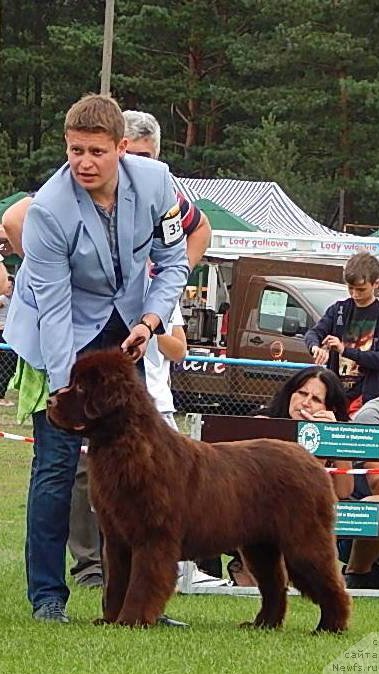 Фото: ньюфаундленд Фанньюф Антарктика (Funnewf Antarktika)