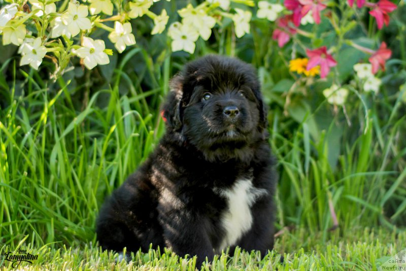 Фото: ньюфаундленд Царица Ночи из Племени Кедра (Tsaritsa Nochi iz Plemeni Kedra)