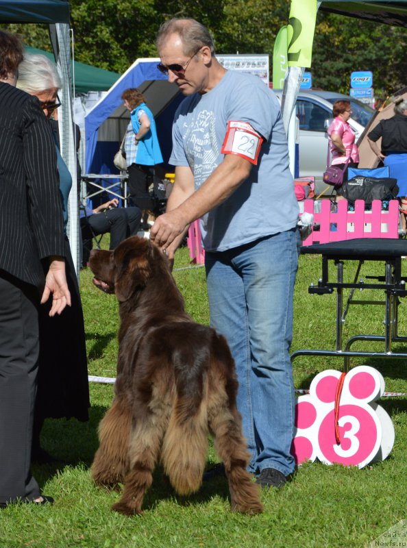 Фото: ньюфаундленд Плюшевая Панда Еллен Бронзе (Plushevaya Panda Ellen Bronze)
