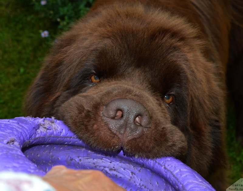 Фото: ньюфаундленд I Follow The Sun de L'Etoile de Cyrice