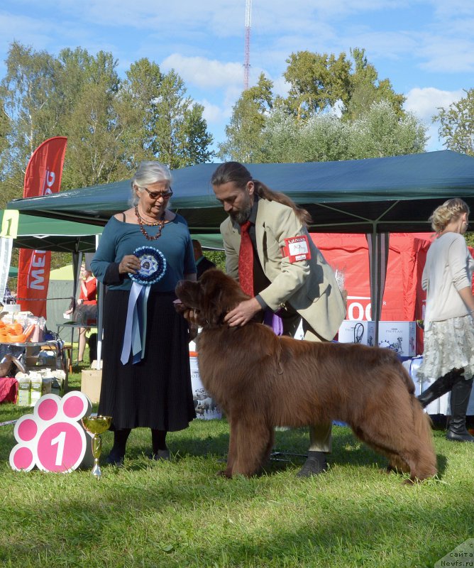 Фото: ньюфаундленд I Follow The Sun de L'Etoile de Cyrice