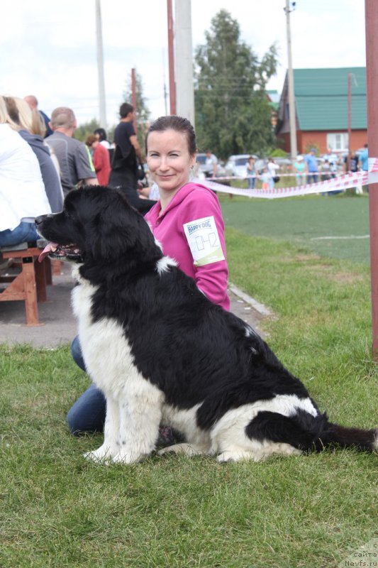 Фото: ньюфаундленд Супер Премиум Есения