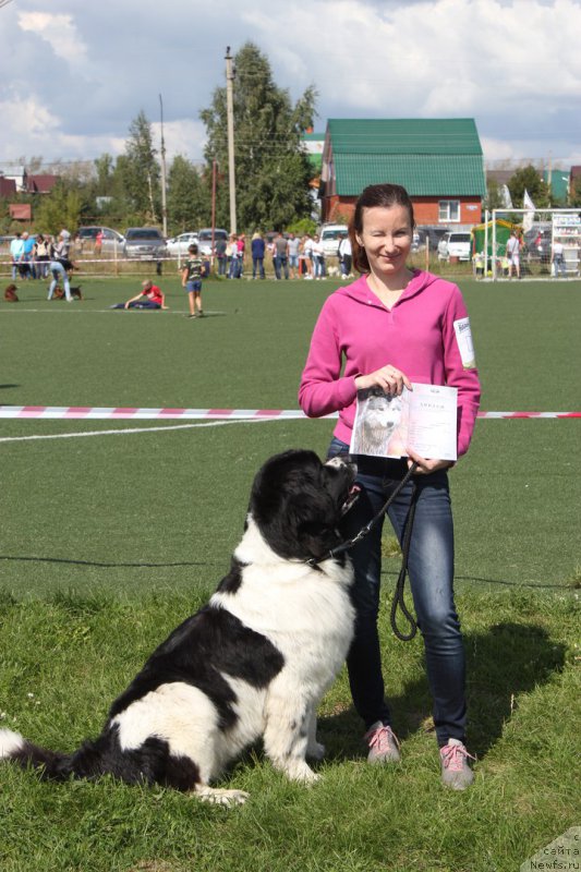 Фото: ньюфаундленд Супер Премиум Есения