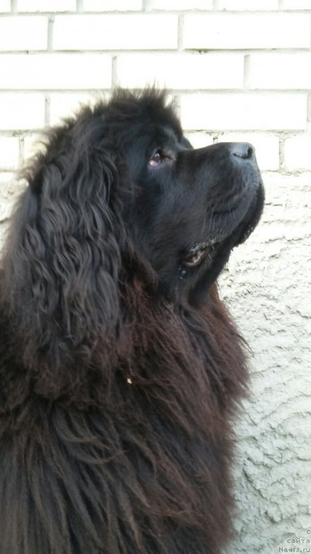 Фотография № 213213