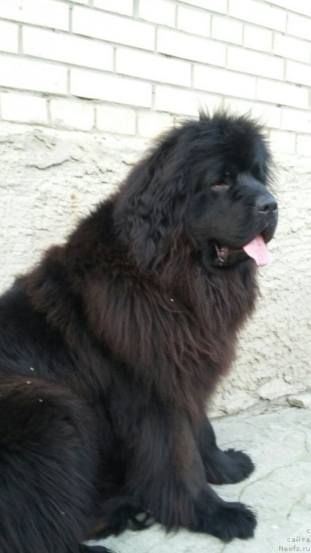 Фото: ньюфаундленд Моя Стихия Императрица Мария