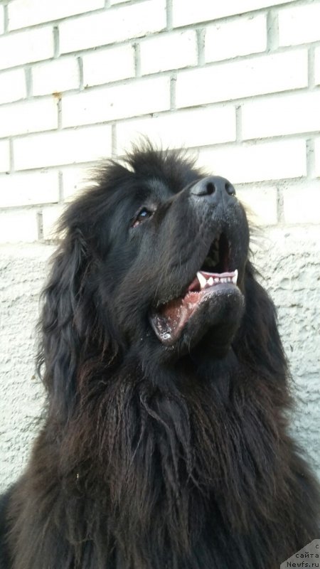 Фото: ньюфаундленд Моя Стихия Императрица Мария