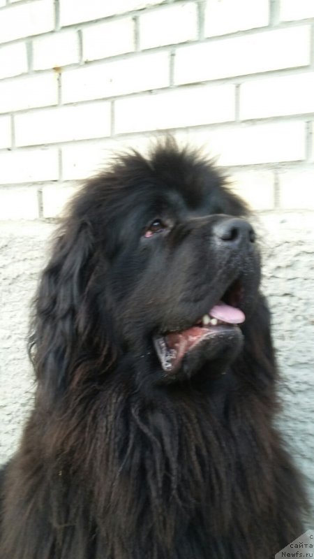 Фото: ньюфаундленд Моя Стихия Императрица Мария
