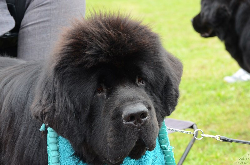 Фото: ньюфаундленд Маркиз Максимельен Де Марк (Markiz Maximilien de Mark)