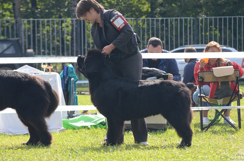 Фотография № 213219