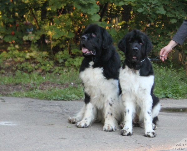 Фотография № 213223