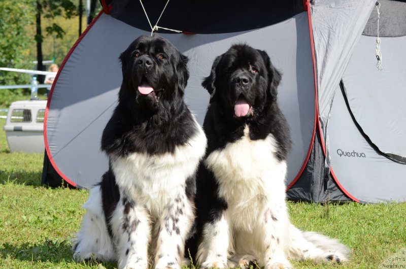 Фотография № 213226