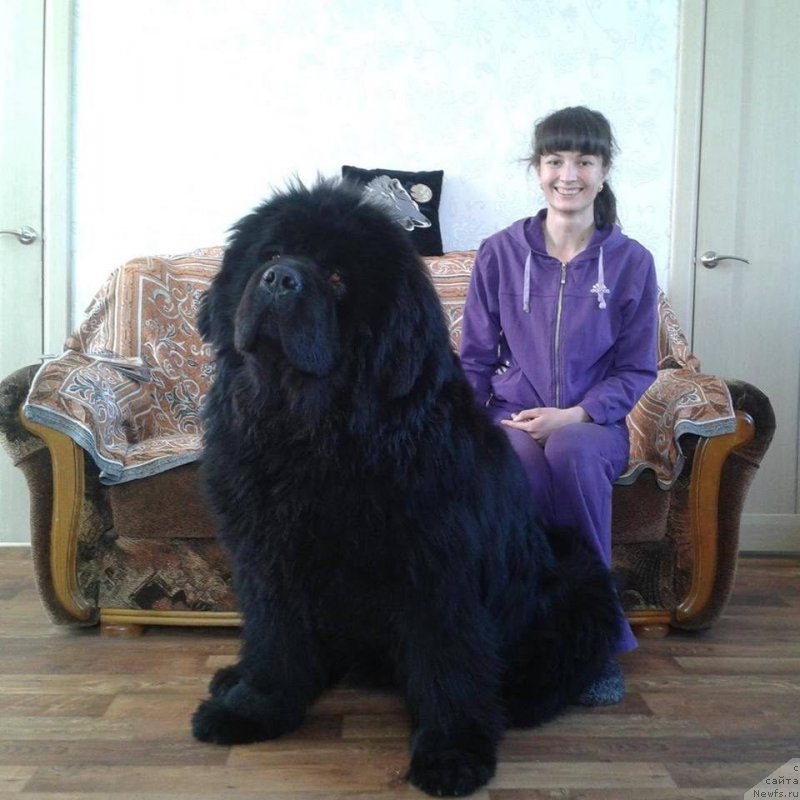 Фото: ньюфаундленд Мистер Форте Импрессионе (Mister Forte Impressione), Марина Фурик