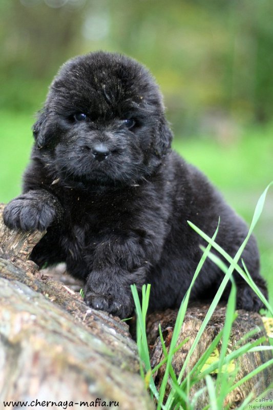 Фотография № 213236