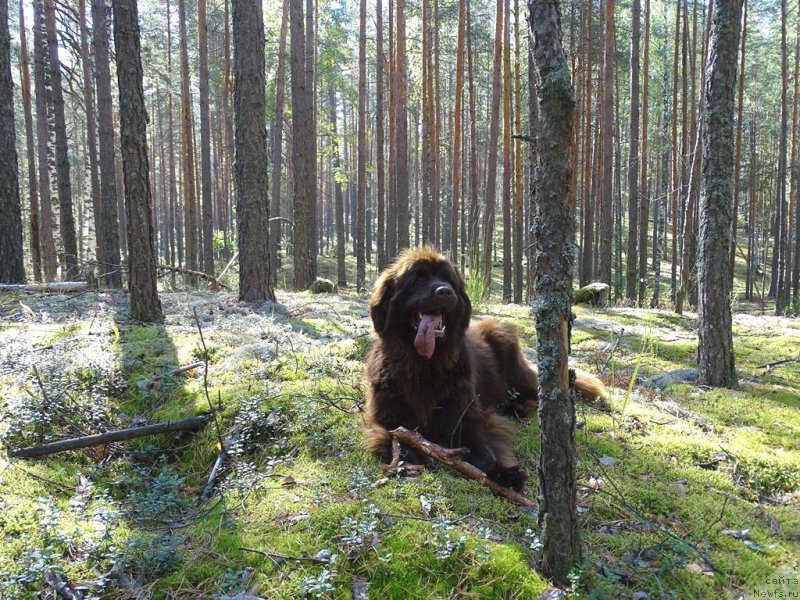 Фото: ньюфаундленд Ньюфорт Вивиан