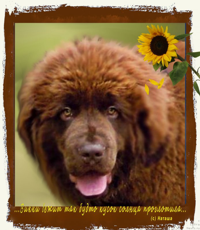 Фото: ньюфаундленд Браунблад МСК Викки Аллан (Brownblood MSK Vikki Allan)