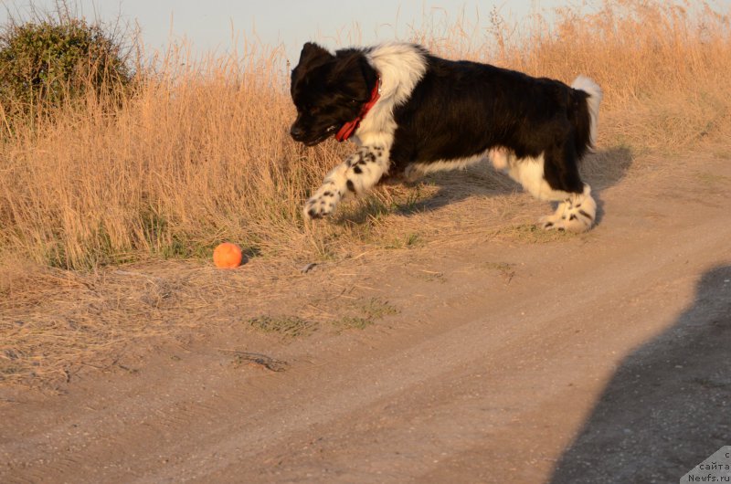 Фото: ньюфаундленд Энджелс Кипер Нибелунг (Angels Keeper Nibelung)