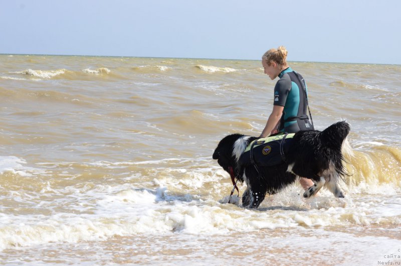 Фото: ньюфаундленд Энджелс Кипер Нибелунг (Angels Keeper Nibelung), Ольга Мартынова