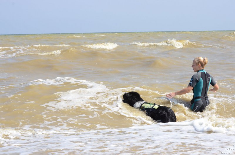 Фото: ньюфаундленд Энджелс Кипер Нибелунг (Angels Keeper Nibelung), Ольга Мартынова