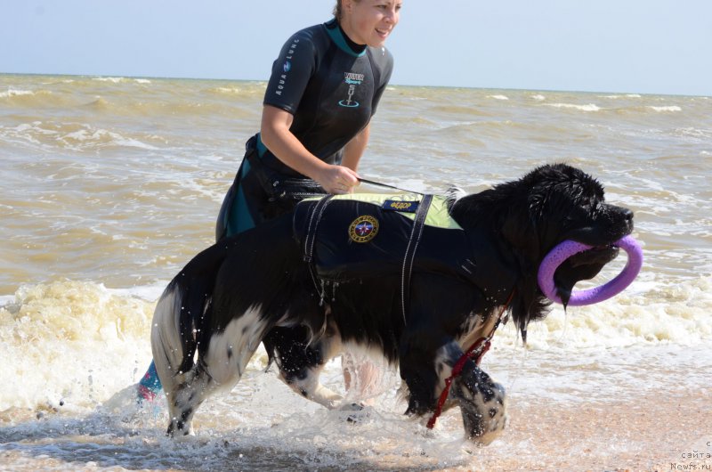 Фото: ньюфаундленд Энджелс Кипер Нибелунг (Angels Keeper Nibelung), Ольга Мартынова