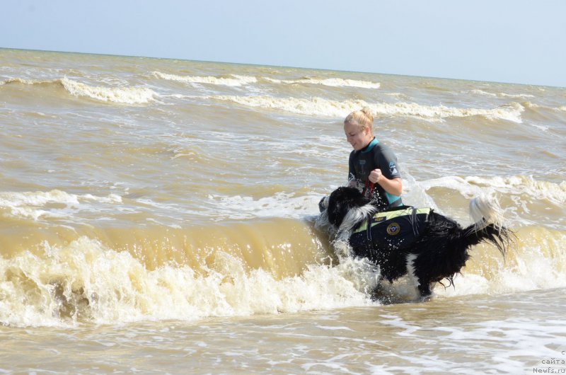 Фото: ньюфаундленд Энджелс Кипер Нибелунг (Angels Keeper Nibelung), Ольга Мартынова