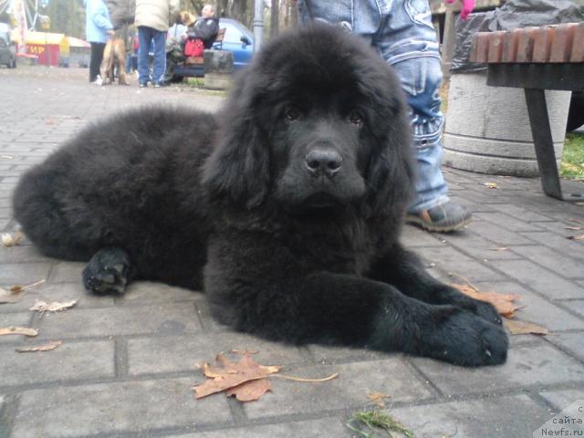 Фото: ньюфаундленд Чаривна Черепашка Большой Малыш (Charivna Cherepashka Bolshoj Malysh)