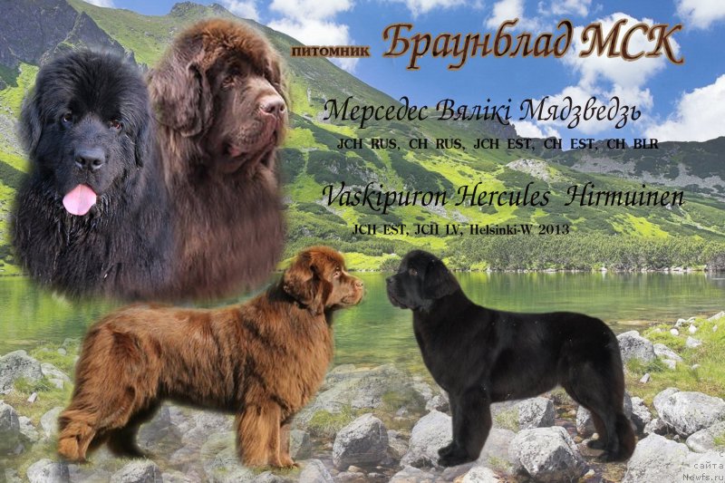 Фото: ньюфаундленд Мерседес Вялiкi Мядзведзь (Mercedes Vialiki Miadzvedz), ньюфаундленд Vaskipuron Hercules Hirmuinen