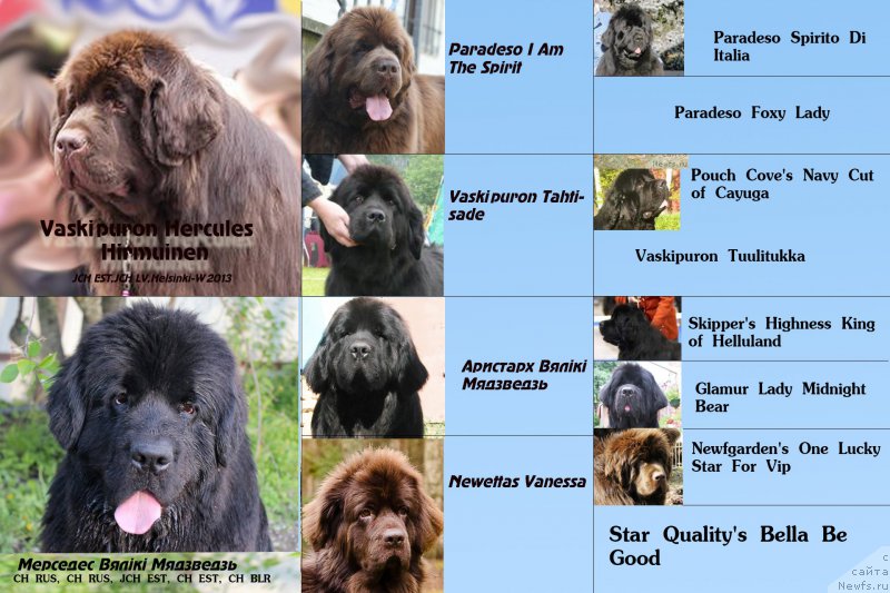 Фото: ньюфаундленд Мерседес Вялiкi Мядзведзь (Mercedes Vialiki Miadzvedz), ньюфаундленд Vaskipuron Hercules Hirmuinen