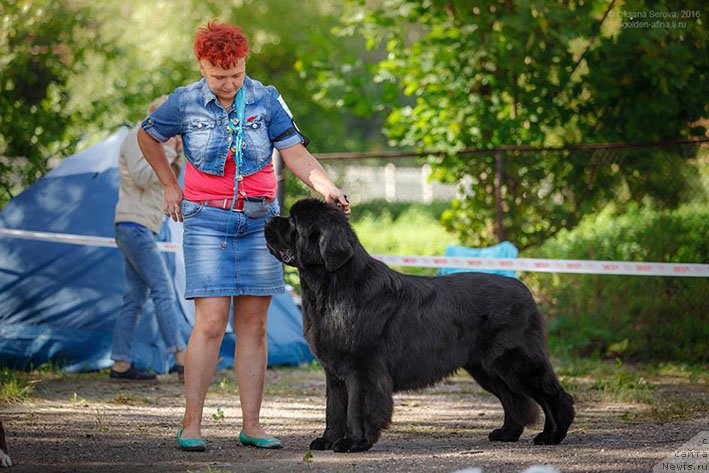 Фото: ньюфаундленд Ермак с Берега Дона (Ermak s Berega Dona)