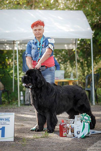 Фото: ньюфаундленд Ермак с Берега Дона (Ermak s Berega Dona)