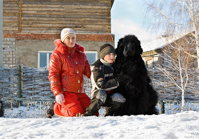 Фото: ньюфаундленд Юган с Тоянова Городка (Ygan s Toyanova Gorodka)