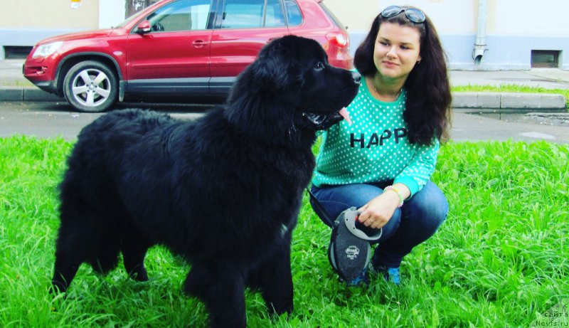 Фото: Анастасия Демина, ньюфаундленд Смигар Аполлон Астерия