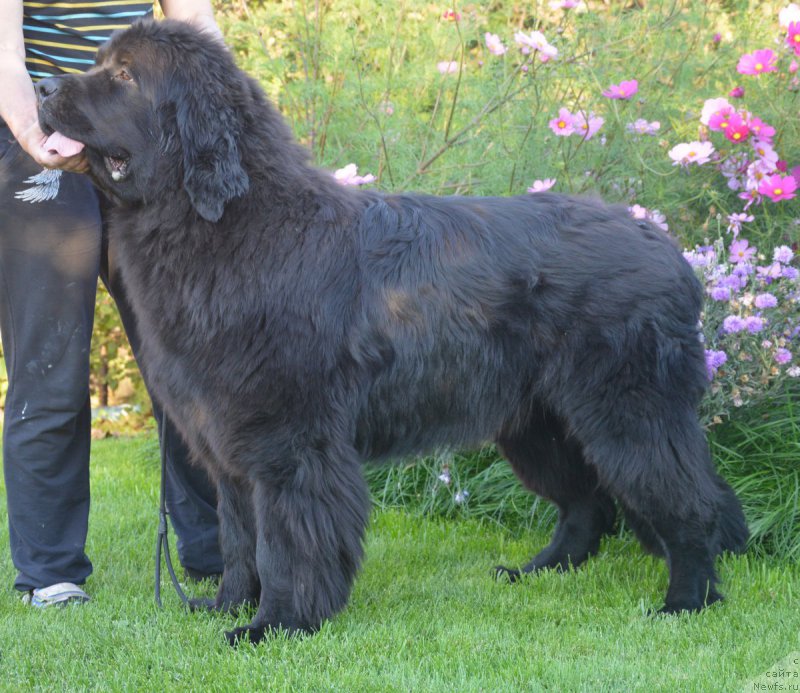 Фотография № 213290