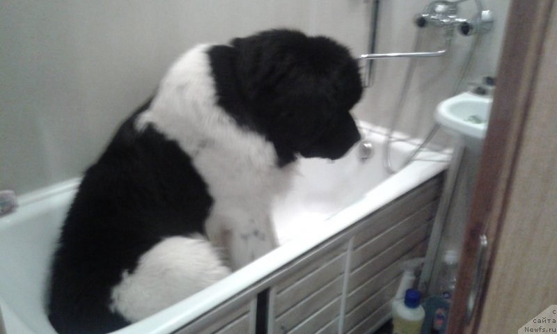 Фото: ньюфаундленд Риккардо Хранитель Души