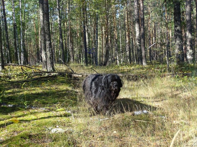 Фото: ньюфаундленд Акин Соул София