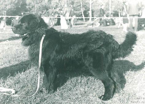 Фото: ньюфаундленд Ялорд Дей