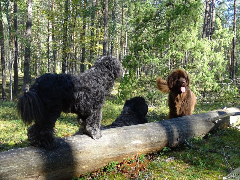 Фото: ньюфаундленд Акин Соул София, ньюфаундленд Ньюфорт Вивиан, Фрося