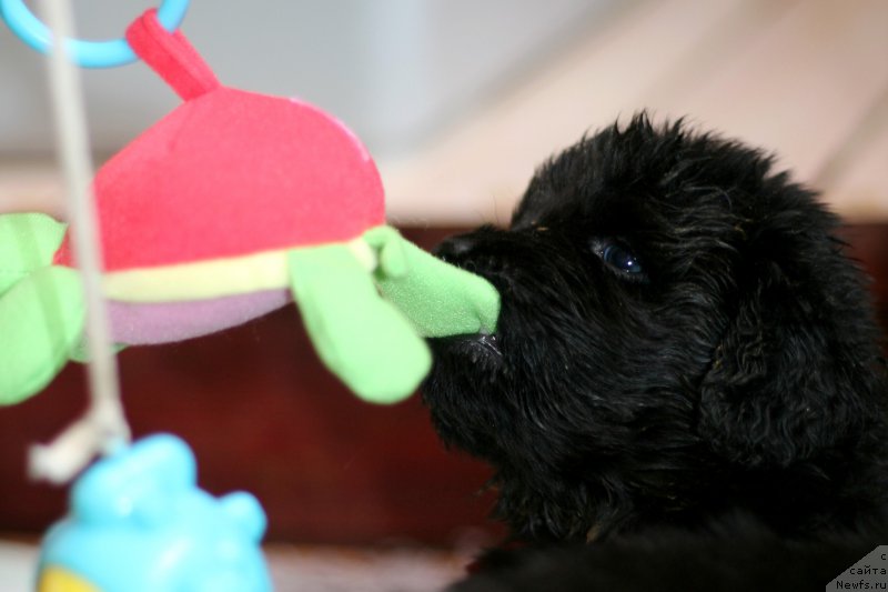 Фото: ньюфаундленд Черная Мафия Бреак Тхе Банк (Chernaya Mafia Break The Bank)