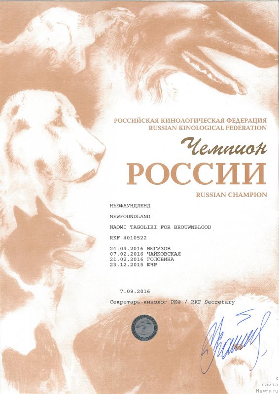 Фото: ньюфаундленд Наоми Таголири фор Браунблад (Naomi Tagoliri for Brouwnblood)