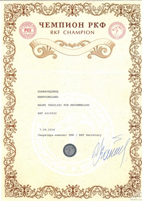 Фото: ньюфаундленд Наоми Таголири фор Браунблад (Naomi Tagoliri for Brouwnblood)