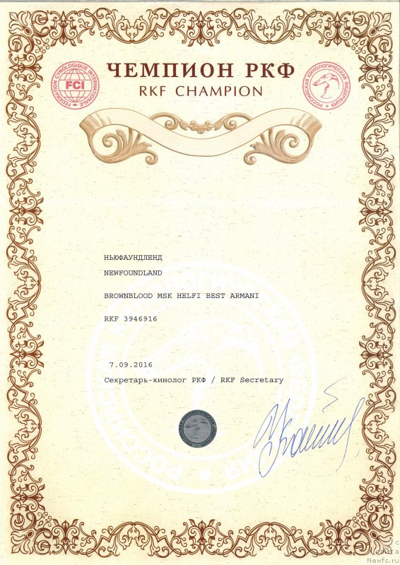 Фото: ньюфаундленд Браунблад МСК Хелфи Бэст Армани (Brownblood MSK Helfi Best Armani)