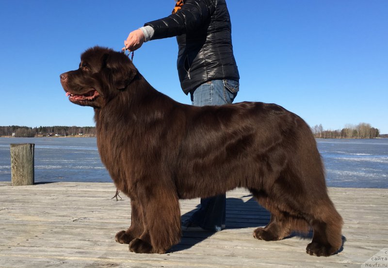 Фото: ньюфаундленд Vaskipuron Hercules Hirmuinen