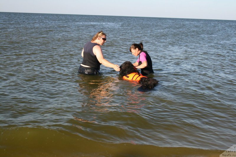 Фото: ньюфаундленд Черная Мафия Шорт анд Свеет (Chernaya Mafia Short and Sweet)