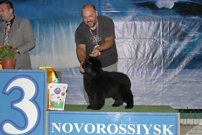 Фото: ньюфаундленд Илария с Берега Дона (Ilarya s Berega Dona)